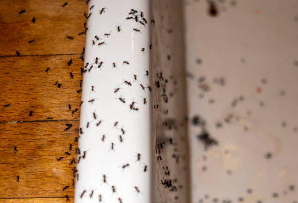Best Pest Control Near Me in Aberdeen, WA